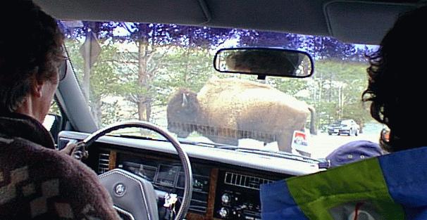 Bison blocks the road